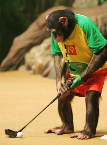 El Pan Tierno De Cada Día: Desmitificando sobre chimpancés